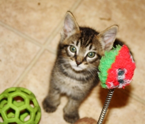 [picture of Felix, a Domestic Medium Hair black tabby cat]