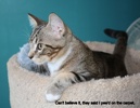 A picture of #NS03927: Moony FKA Fritz a Domestic Medium Hair black tabby