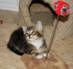 [picture of Moony FKA Fritz, a Domestic Medium Hair black tabby cat]