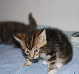 [picture of Moony FKA Fritz, a Domestic Medium Hair black tabby cat]