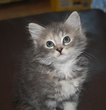 [another picture of Fancy, a Domestic Medium Hair dilute tortoiseshell\ cat] 