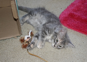 [picture of Fancy, a Domestic Medium Hair dilute tortoiseshell cat]