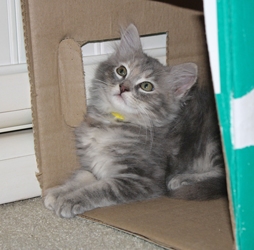 [picture of Fancy, a Domestic Medium Hair dilute tortoiseshell cat]