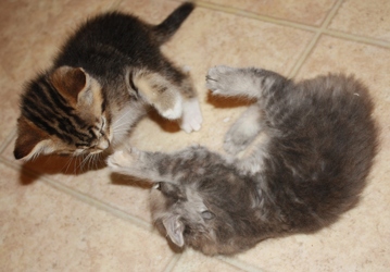 [picture of Fancy, a Domestic Medium Hair dilute tortoiseshell cat]