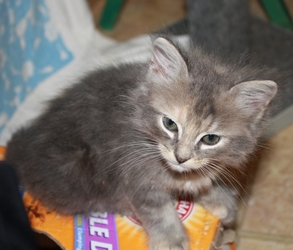 [picture of Fancy, a Domestic Medium Hair dilute tortoiseshell cat]