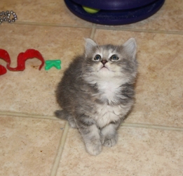 [picture of Fancy, a Domestic Medium Hair dilute tortoiseshell cat]