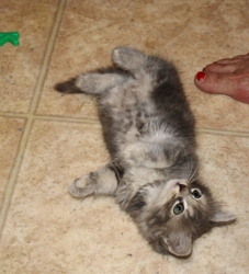 [picture of Fancy, a Domestic Medium Hair dilute tortoiseshell cat]