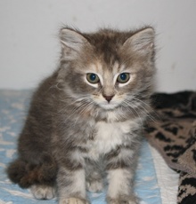 [picture of Fancy, a Domestic Medium Hair dilute tortoiseshell\ cat] 