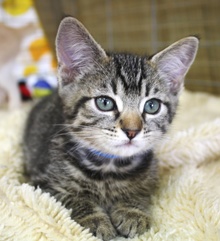 [another picture of Peter, a Domestic Short Hair tabby\ cat] 