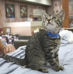 [picture of Peter, a Domestic Short Hair tabby cat]