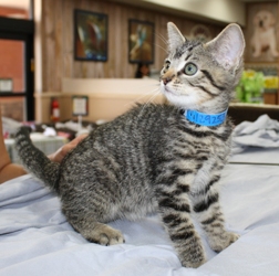 [picture of Peter, a Domestic Short Hair tabby cat]