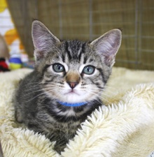 [picture of Peter, a Domestic Short Hair tabby\ cat] 
