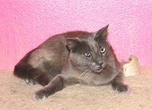 [another picture of Albert, a Domestic Short Hair gray\ cat] 