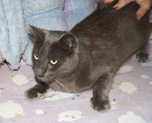 [picture of Albert, a Domestic Short Hair gray cat]
