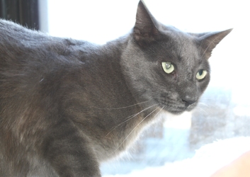 [picture of Albert, a Domestic Short Hair gray cat]