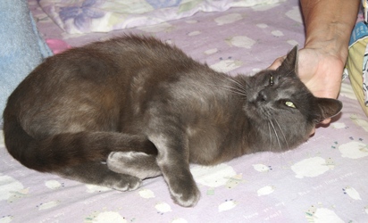 [picture of Albert, a Domestic Short Hair gray cat]