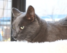 A picture of #NS03938: Albert a Domestic Short Hair gray