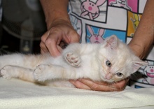 [another picture of Tinker, a Domestic Short Hair buff/white\ cat] 