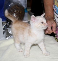 [picture of Tinker, a Domestic Short Hair buff/white cat]
