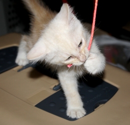 [picture of Tinker, a Domestic Short Hair buff/white cat]