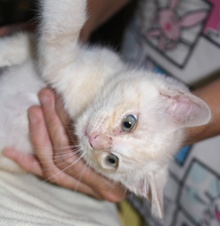 [picture of Tinker, a Domestic Short Hair buff/white\ cat] 