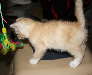 [picture of Love Bug AKA Fuzzy Jello, a Domestic Short Hair buff/white cat]