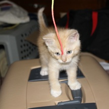 [another picture of Love Bug AKA Fuzzy Jello, a Domestic Short Hair buff/white\ cat] 