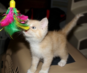 [picture of Love Bug AKA Fuzzy Jello, a Domestic Short Hair buff/white cat]