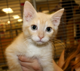 [picture of Love Bug AKA Fuzzy Jello, a Domestic Short Hair buff/white cat]