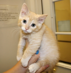 [picture of Love Bug AKA Fuzzy Jello, a Domestic Short Hair buff/white cat]