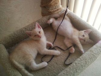 [picture of Love Bug AKA Fuzzy Jello, a Domestic Short Hair buff/white cat]