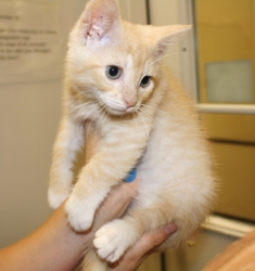 [picture of Love Bug AKA Fuzzy Jello, a Domestic Short Hair buff/white cat]
