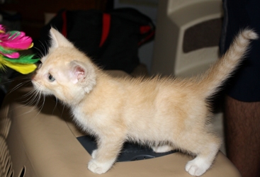 [picture of Love Bug AKA Fuzzy Jello, a Domestic Short Hair buff/white cat]