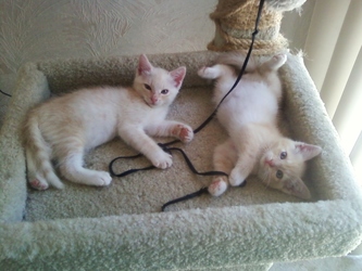 [picture of Love Bug AKA Fuzzy Jello, a Domestic Short Hair buff/white cat]