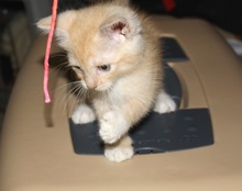 [picture of Love Bug AKA Fuzzy Jello, a Domestic Short Hair buff/white\ cat] 