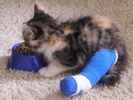 A picture of #NS03941: Ruby a Domestic Short Hair calico