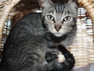 A picture of #NS03942: Rusty a Domestic Short Hair brown tabby