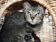 [another picture of Rusty, a Domestic Short Hair brown tabby\ cat] 