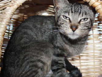 [picture of Rusty, a Domestic Short Hair brown tabby cat]