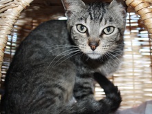 [picture of Rusty, a Domestic Short Hair brown tabby\ cat] 