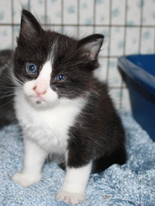 [another picture of Timmy, a Domestic Short Hair black/white\ cat] 