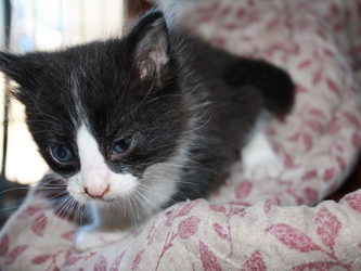 [picture of Timmy, a Domestic Short Hair black/white cat]