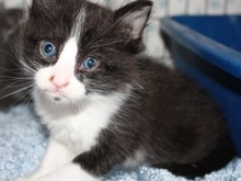 [picture of Timmy, a Domestic Short Hair black/white\ cat] 