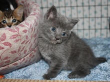 [another picture of Anthony, a Domestic Short Hair gray\ cat] 