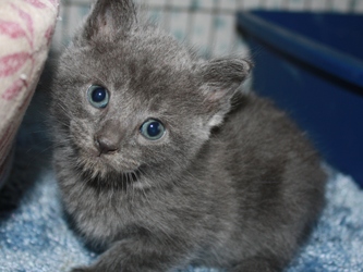 [picture of Anthony, a Domestic Short Hair gray cat]