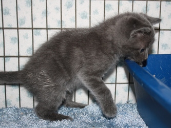 [picture of Anthony, a Domestic Short Hair gray cat]