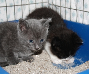 [picture of Anthony, a Domestic Short Hair gray cat]