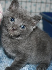 [picture of Anthony, a Domestic Short Hair gray\ cat] 