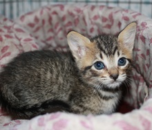 [another picture of Shelby, a Domestic Short Hair brown tabby\ cat] 