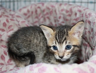 [picture of Shelby, a Domestic Short Hair brown tabby cat]